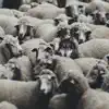 AJM - Bulimic Sheep, Pt. 2 - Single