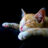 Zen Remastering IV - Purring of an Asleep Cat at Home