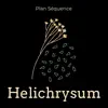Plan Séquence - Helichrysum - Single